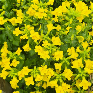 Mimulus luteus