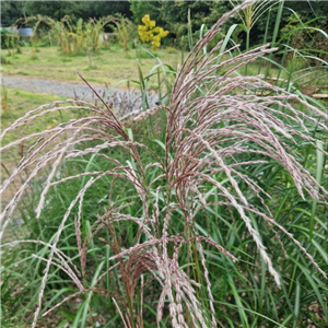 Miscanthus sinensis Flamingo