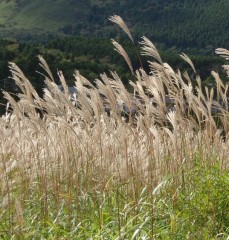 Miscanthus sinensis Gnome