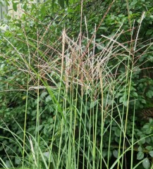 Miscanthus sinensis Gnome