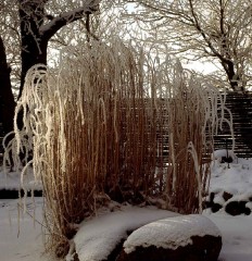 Miscanthus sinensis Gracillimus