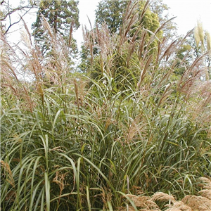 Miscanthus sinensis Kleine Fontane