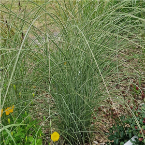 Miscanthus sinensis Morning Light