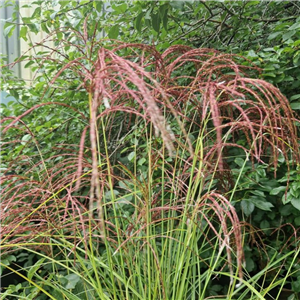 Miscanthus sinensis Red Cloud