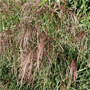 Miscanthus sinensis Red Cloud