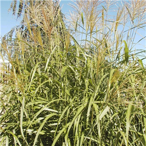 Miscanthus sacchariflorus