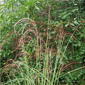 Miscanthus sinensis Silver Cloud