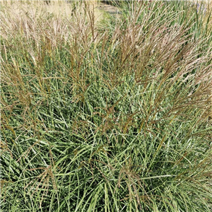 Miscanthus sinensis Adagio