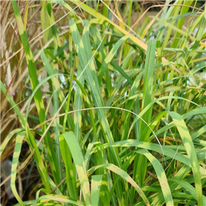 Miscanthus giganteus Alligator