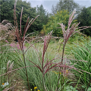 Miscanthus sinensis Ferner Osten