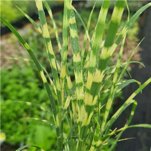 Miscanthus sinensis Gold Bar