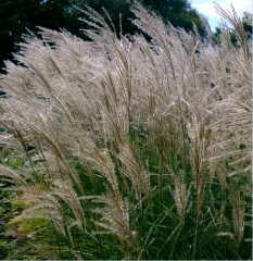 Miscanthus sinensis Gracillimus