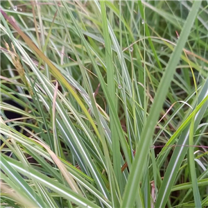 Miscanthus sinensis Graziella