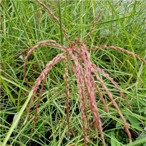 Miscanthus sinensis Cloud Pink