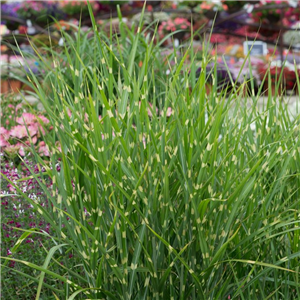 Miscanthus sinensis Strictus