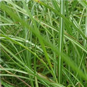 Miscanthus sinensis Yaku Jima