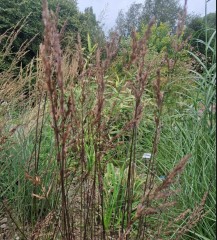 Molinia caerulea ssp. caeruea Edith Dudszus