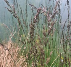 Molinia caerulea ssp. caeruea Edith Dudszus