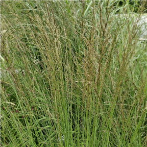 Molinia caerulea ssp caerulea Heidebraut