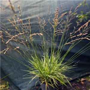 Molinia caerulea  ssp arundinacea Mostenveld