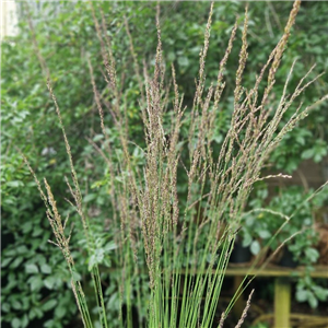 Molinia caerulea Torch