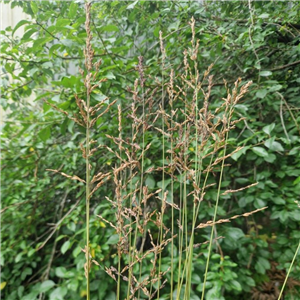 Molinia caerulea  ssp arundinacea Windspiel