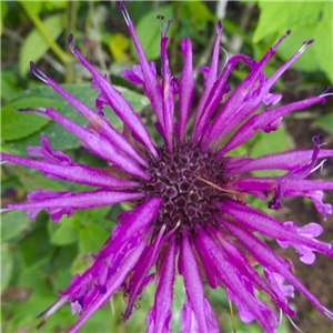 Monarda Aquarius