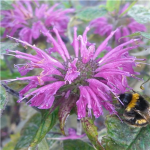 Monarda Blue Stocking