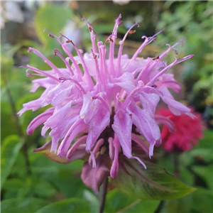 Monarda Camilla