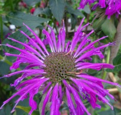 Monarda Comanchee