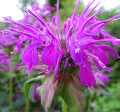 Monarda Comanchee