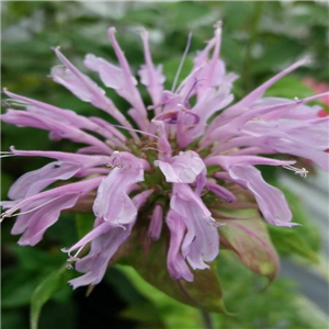 Monarda Elsies Lavender