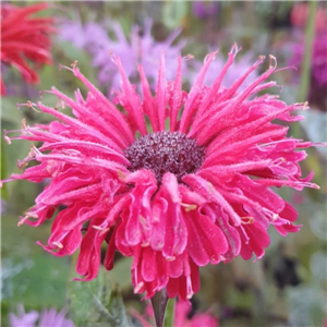 Monarda Eugens Kirschrot