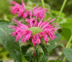 Monarda Feckenham Danielle