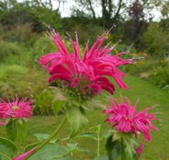 Monarda Feckenham Danielle