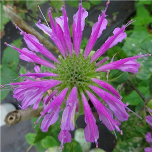 Monarda Humdinger