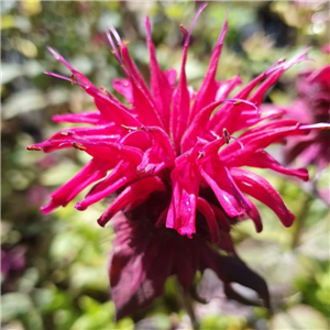 Monarda Judiths Fancy Fuchsia