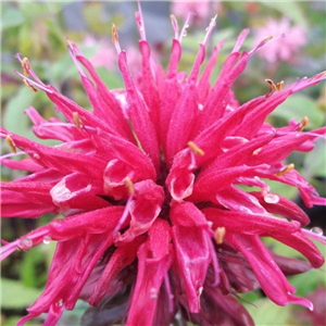 Monarda Lederstrumpf