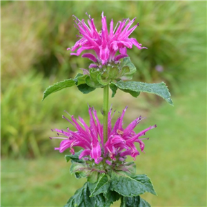 Monarda didyma Melua Violet 