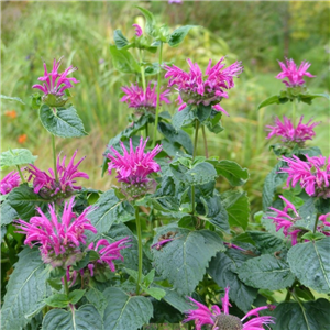 Monarda didyma Melua Violet 