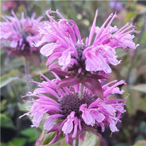 Monarda Mohawk