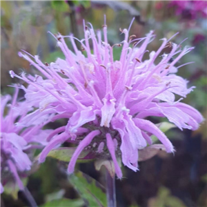 Monarda Mohikaner