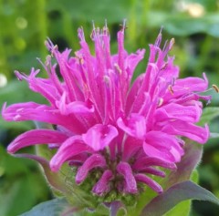 Monarda Purple Lace