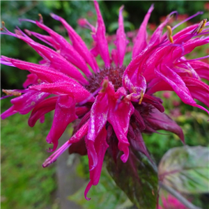 Monarda Raspberry Wine