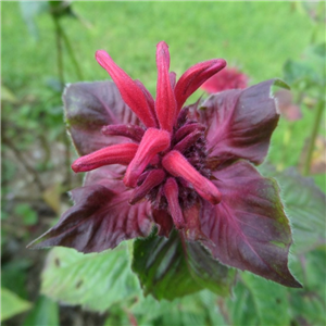 Monarda Ruby Glow