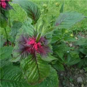 Monarda Ruby Glow