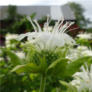 Monarda Schneewittchen