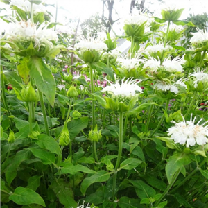 Monarda Schneewittchen