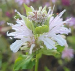 Monarda Snow Queen