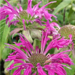 Monarda Violetta